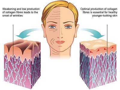 Optimal production of collagen fibres is essential for healthy, young-looking skin
