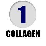 1. Collagen
