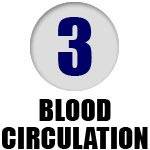 3. Blood Circulation