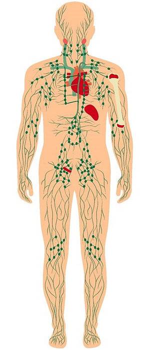 Lymphatic Circulation Helps Reduce Cellulite