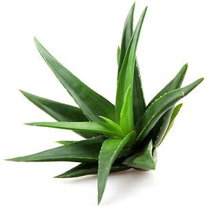 Aloe Vera Comes in a Variety of Anti Cellulite Applications